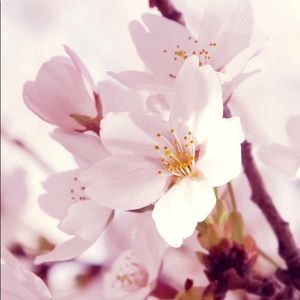 Meet your Posher, Noriko